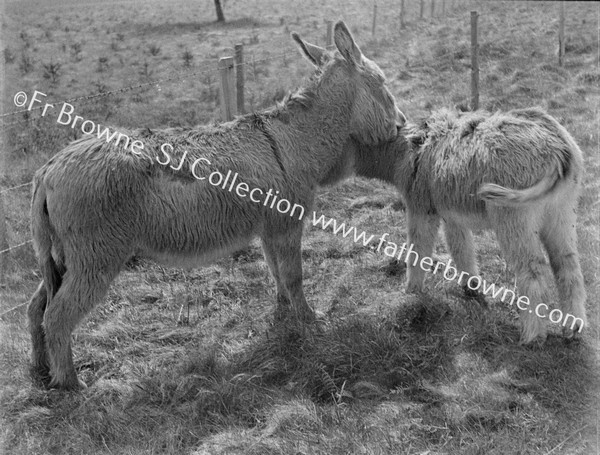 DONKEY WITH FOAL